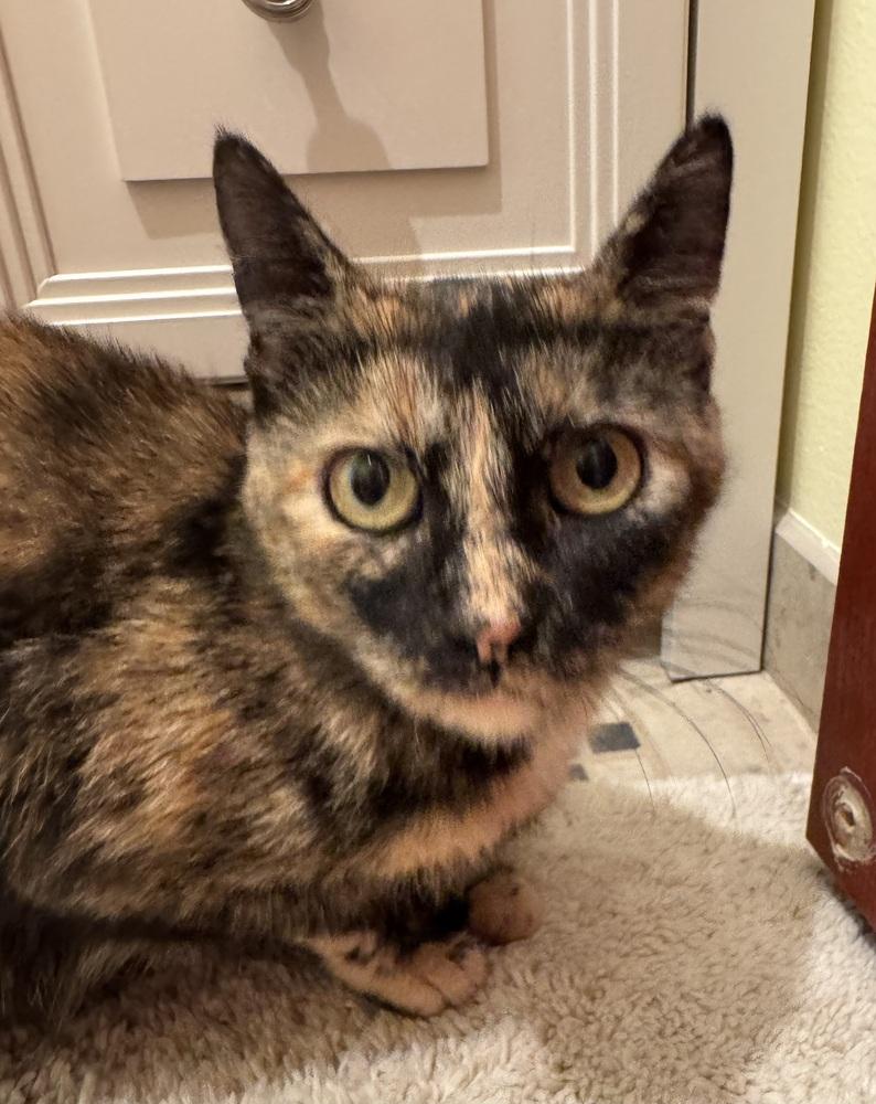 Aurora, a Adoptable Domestic Short Hair in Clinton Township, MI image 5/5