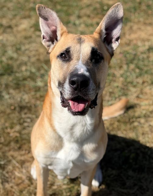 Enlarge PLUTO, a Adoptable mixed breed in Fairfield, CA image 1/1