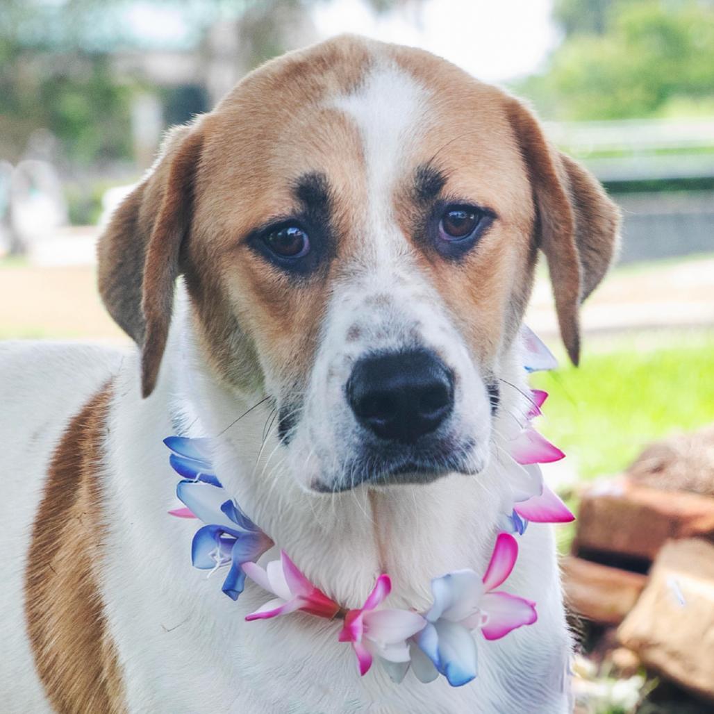 Ruben, a Adoptable Mixed Breed in Lake Jackson, TX image 1/2