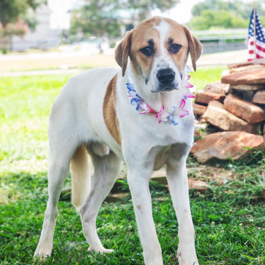 Ruben, a Adoptable Mixed Breed in Lake Jackson, TX image 2/2