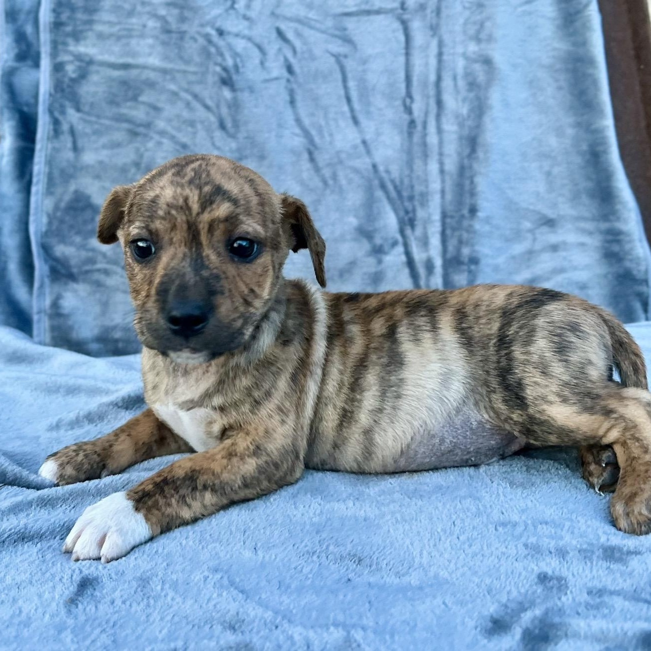 Brookie , adopted, Puppy Male Mixed Breed.