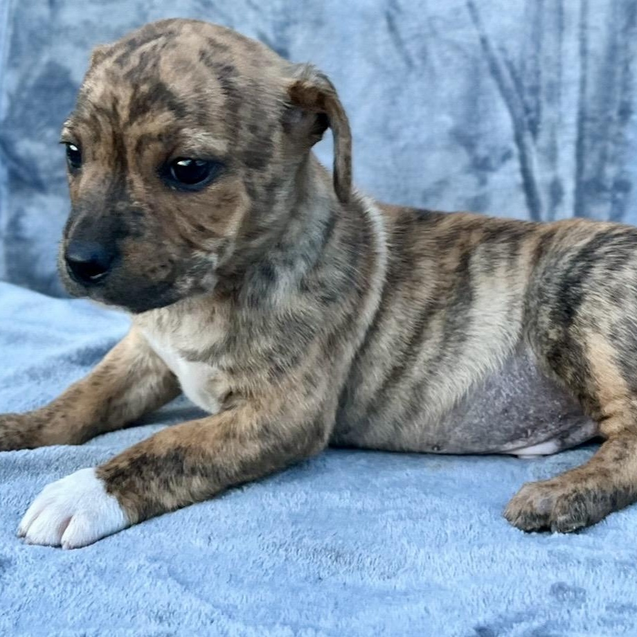 Enlarge Brookie , an adopted mixed breed in Pelham, NH image 4/6