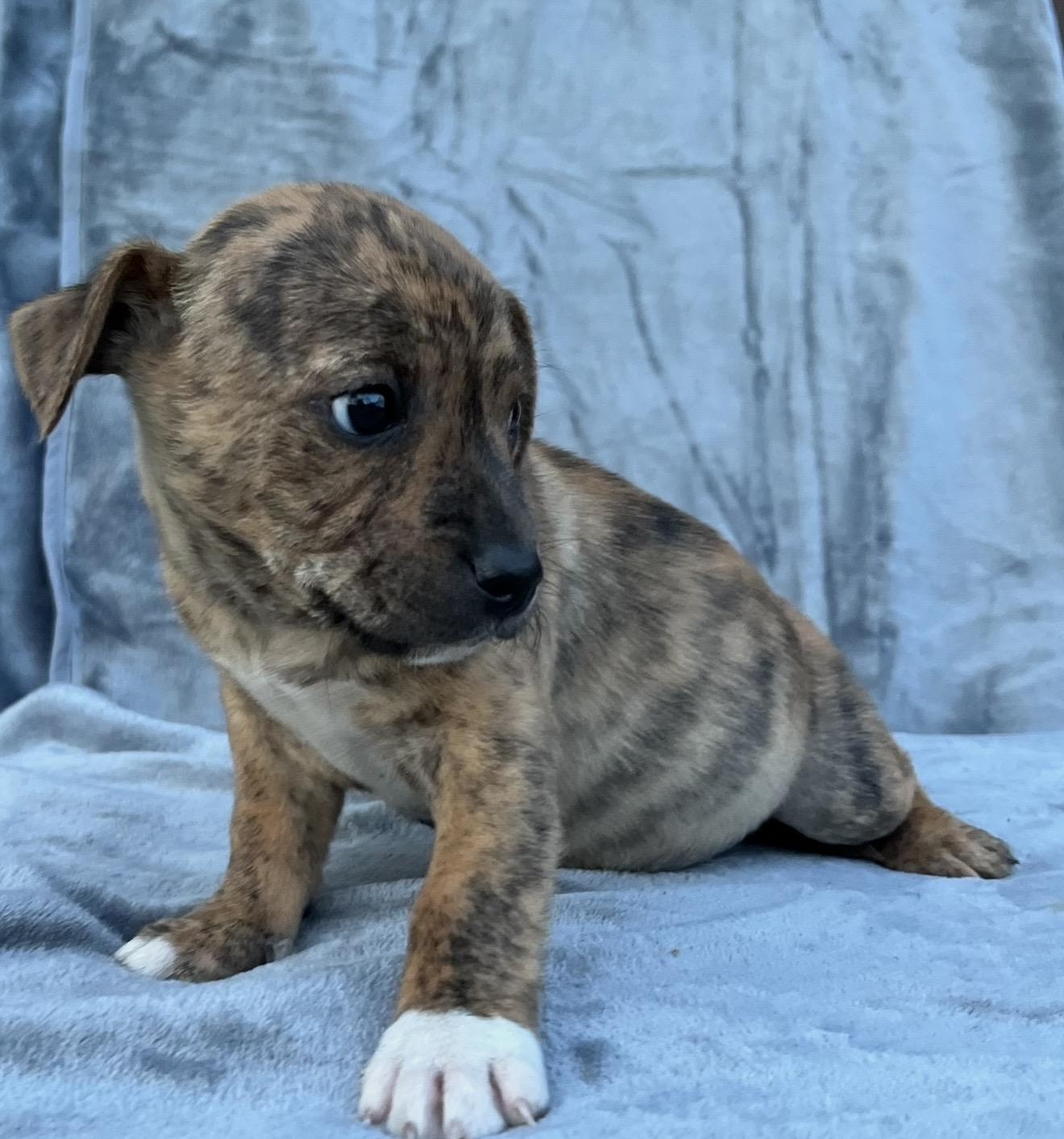 Enlarge Brookie , an adopted mixed breed in Pelham, NH image 5/6