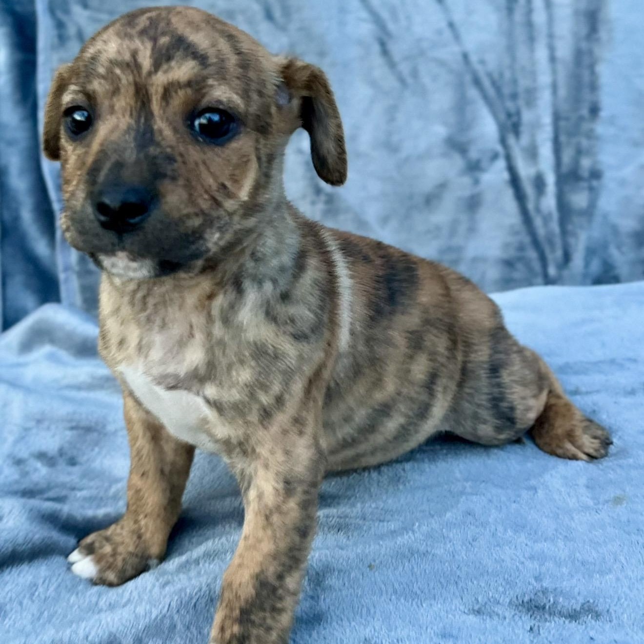 Enlarge Brookie , an adopted mixed breed in Pelham, NH image 2/6