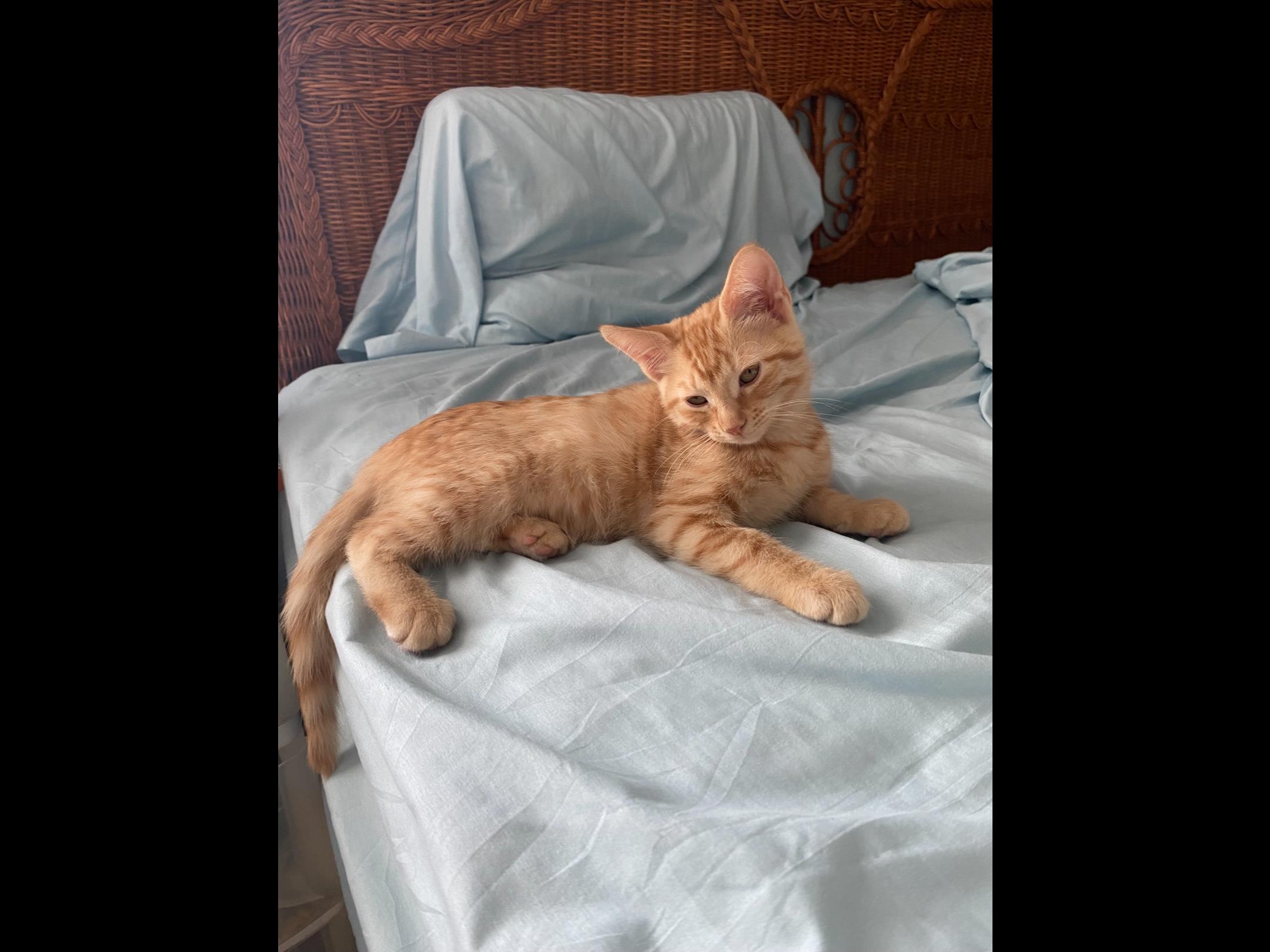 Gillian, an adopted Domestic Short Hair in Lakewood, WA image 5/6