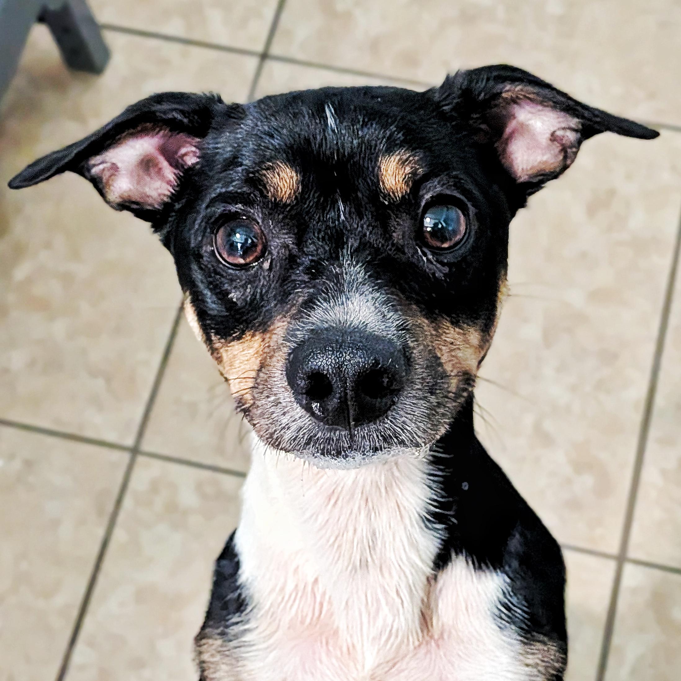 Bear, Adopted, Young Male Beagle & Rat Terrier.