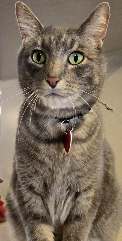 Sterling- FIV Positive, Adoptable, Adult Male Domestic Short Hair.