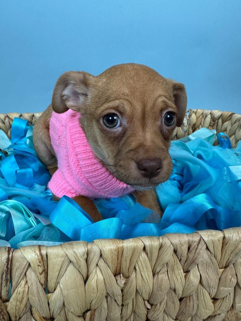 Liten, Adoptable, Puppy Female Chihuahua & Rat Terrier.