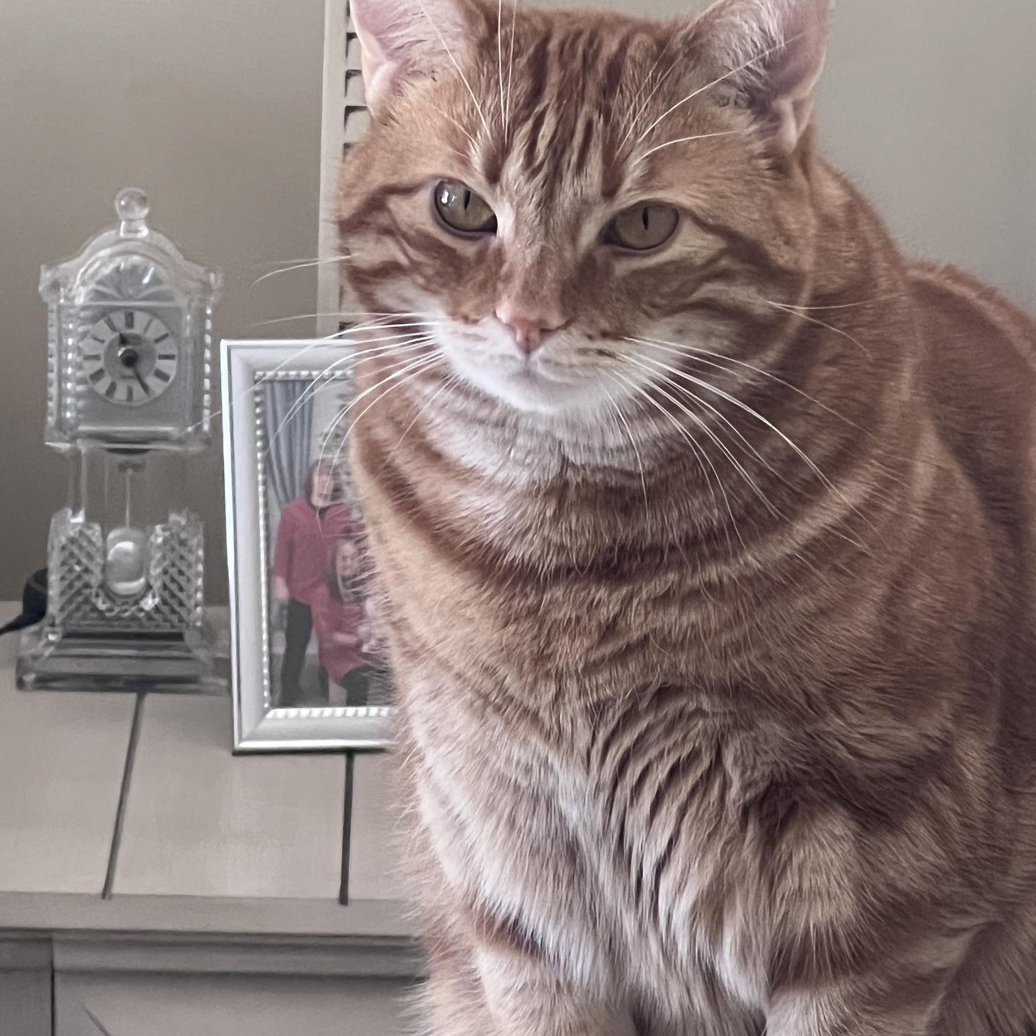 Taco (COURTESY POST), Adoptable, Adult Female American Shorthair.
