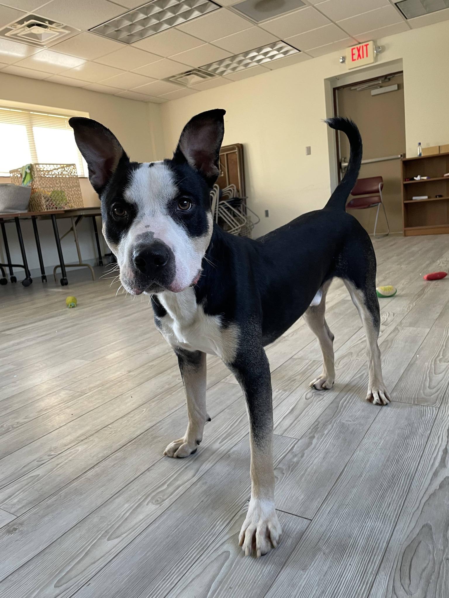 Enlarge Lucky, a ADOPTABLE Pit Bull Terrier in South Bend, IN image 1/3