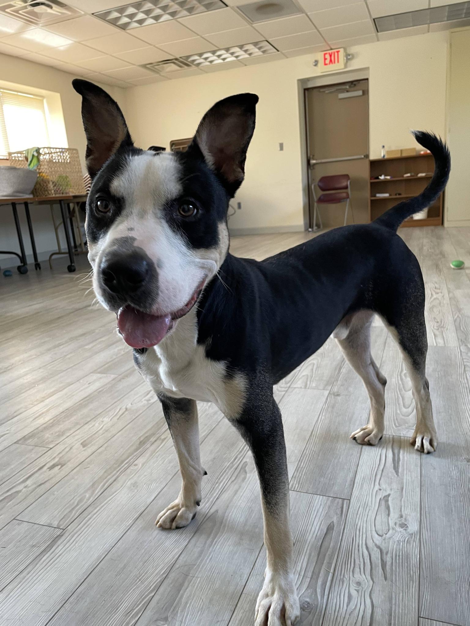 Enlarge Lucky, a ADOPTABLE Pit Bull Terrier in South Bend, IN image 3/3