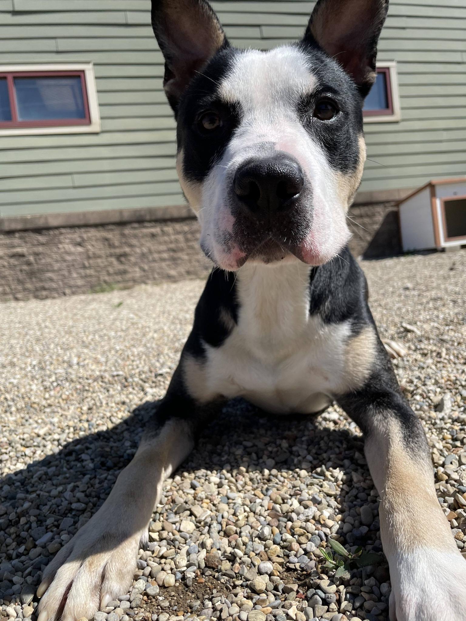 Enlarge Lucky, a ADOPTABLE Pit Bull Terrier in South Bend, IN image 2/3