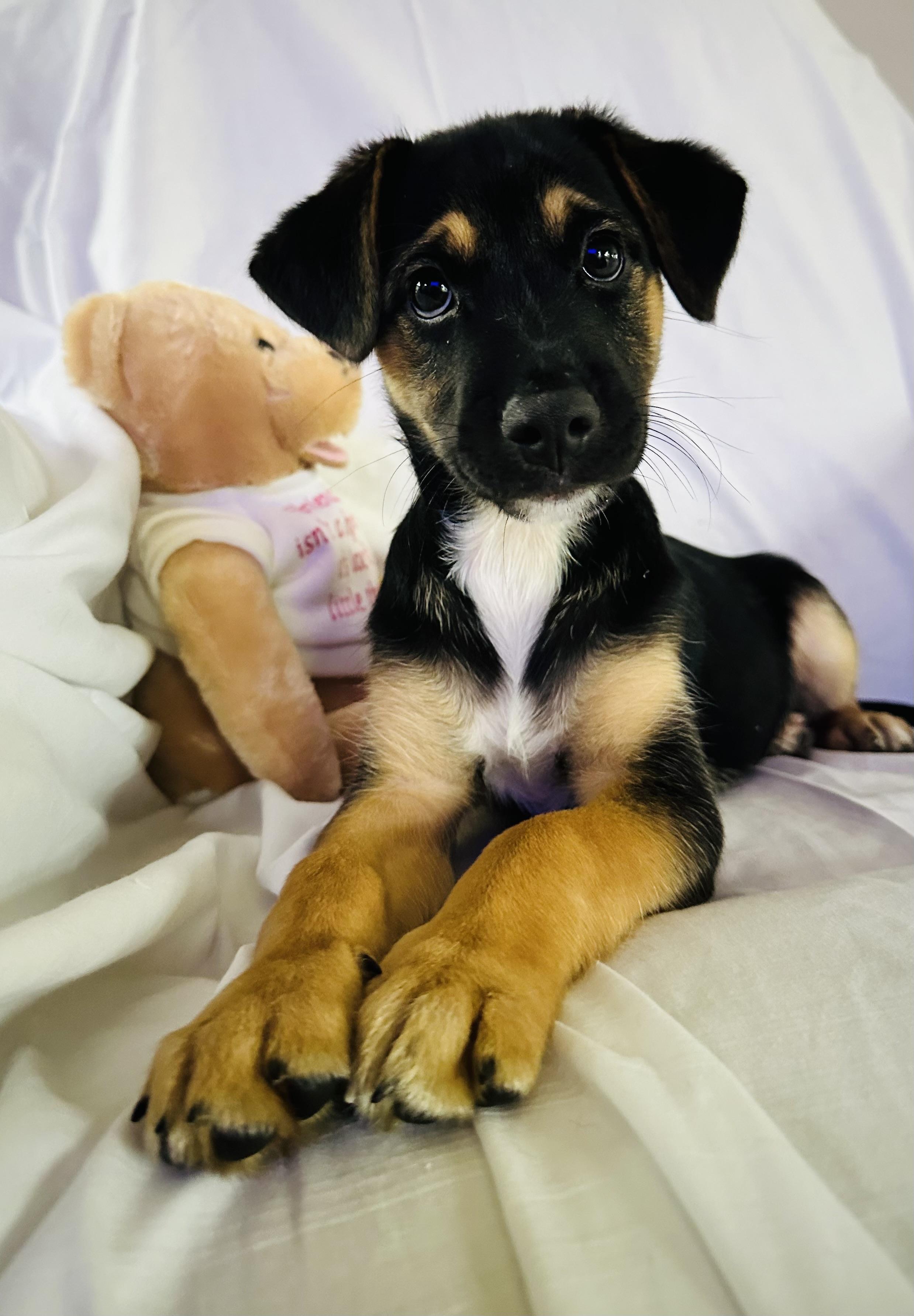 Reese, Adopted, Adult Male Rottweiler & Labrador Retriever.