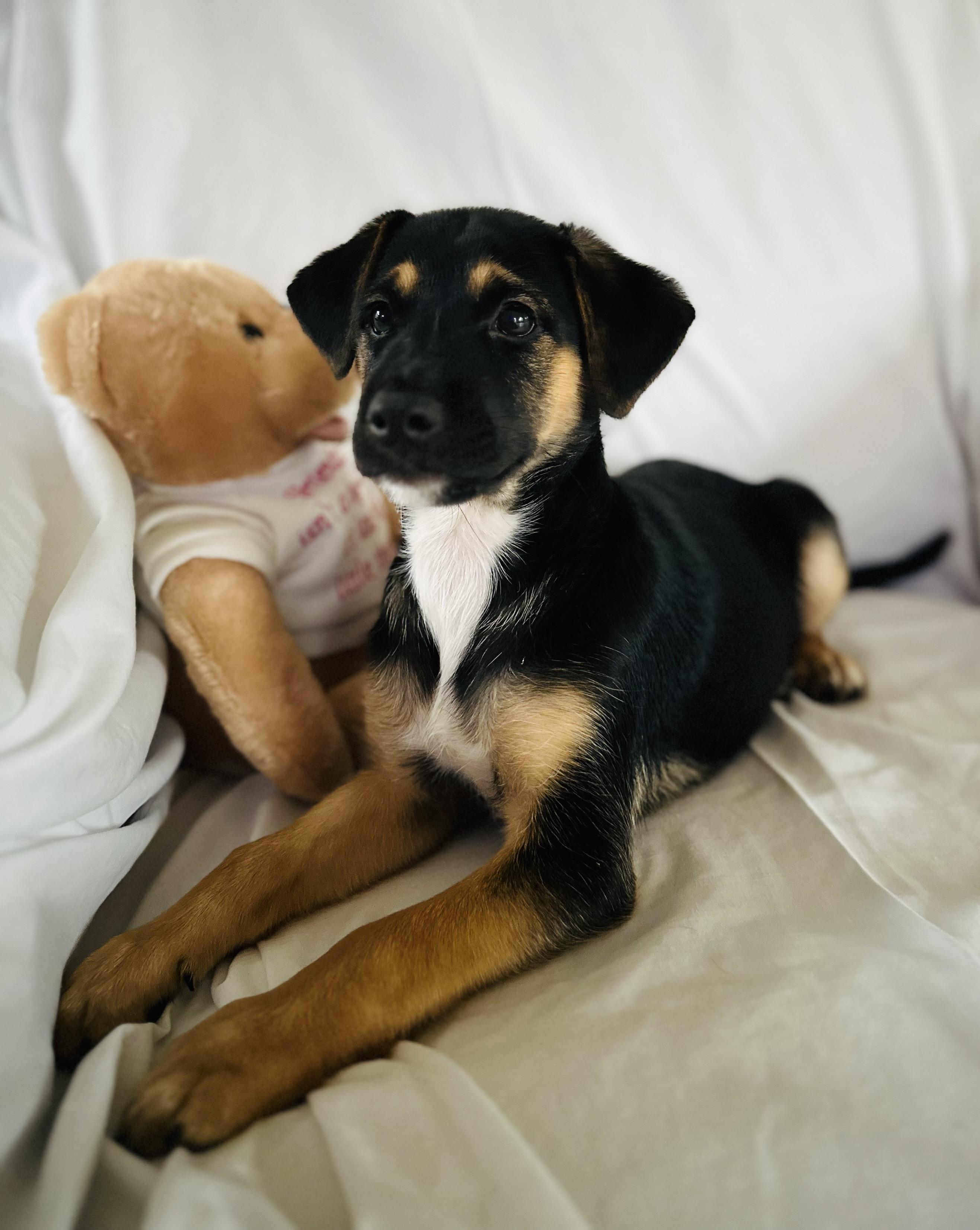 Enlarge Reese, a Adopted mixed breed in Centereach, NY image 2/6