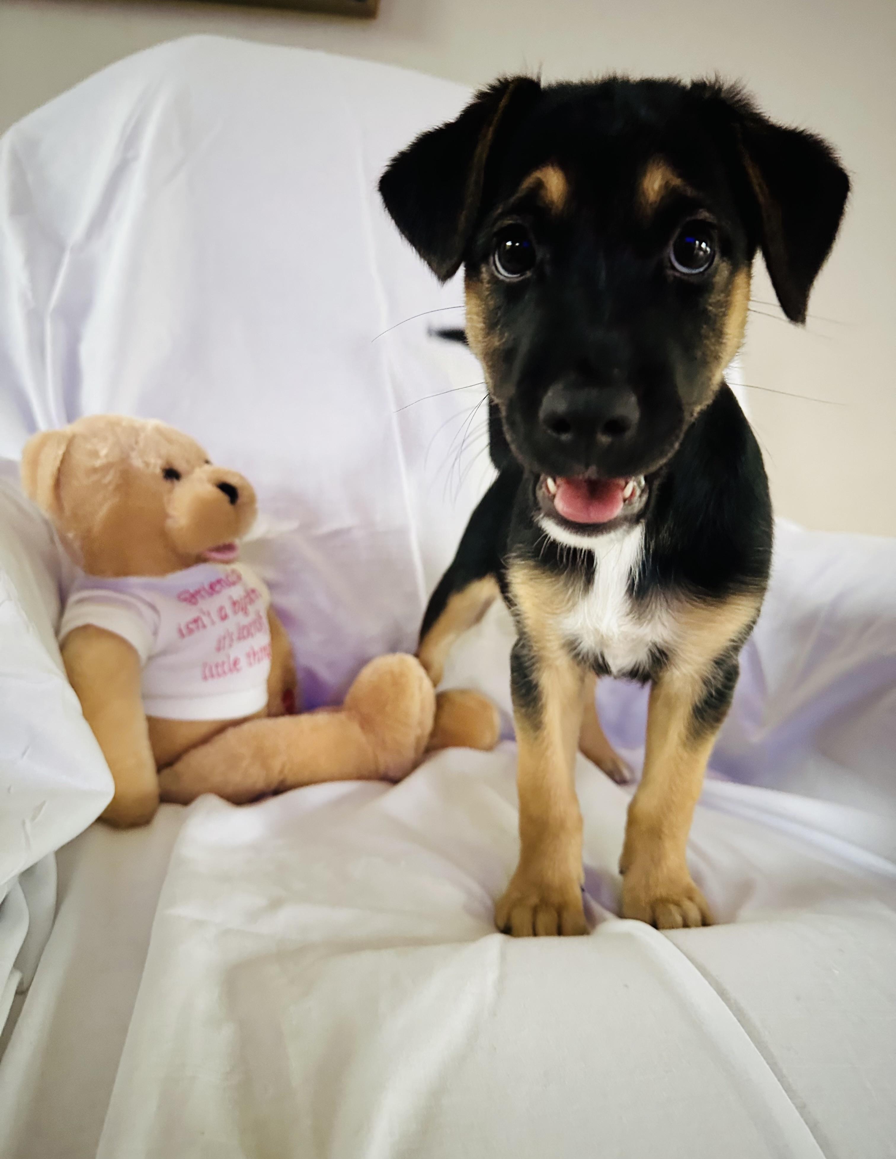 Enlarge Reese, a Adopted mixed breed in Centereach, NY image 3/6