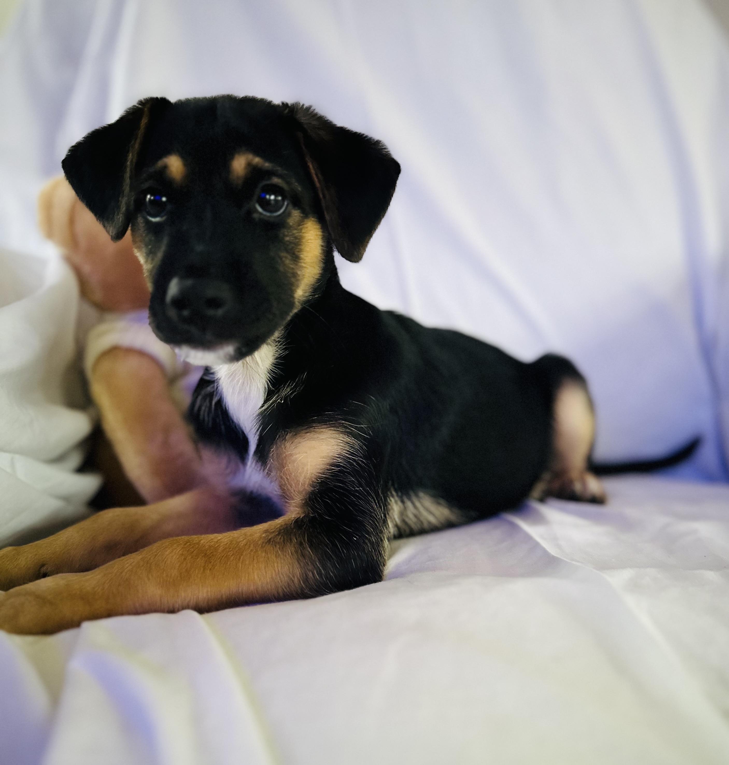 Enlarge Reese, a Adopted mixed breed in Centereach, NY image 5/6