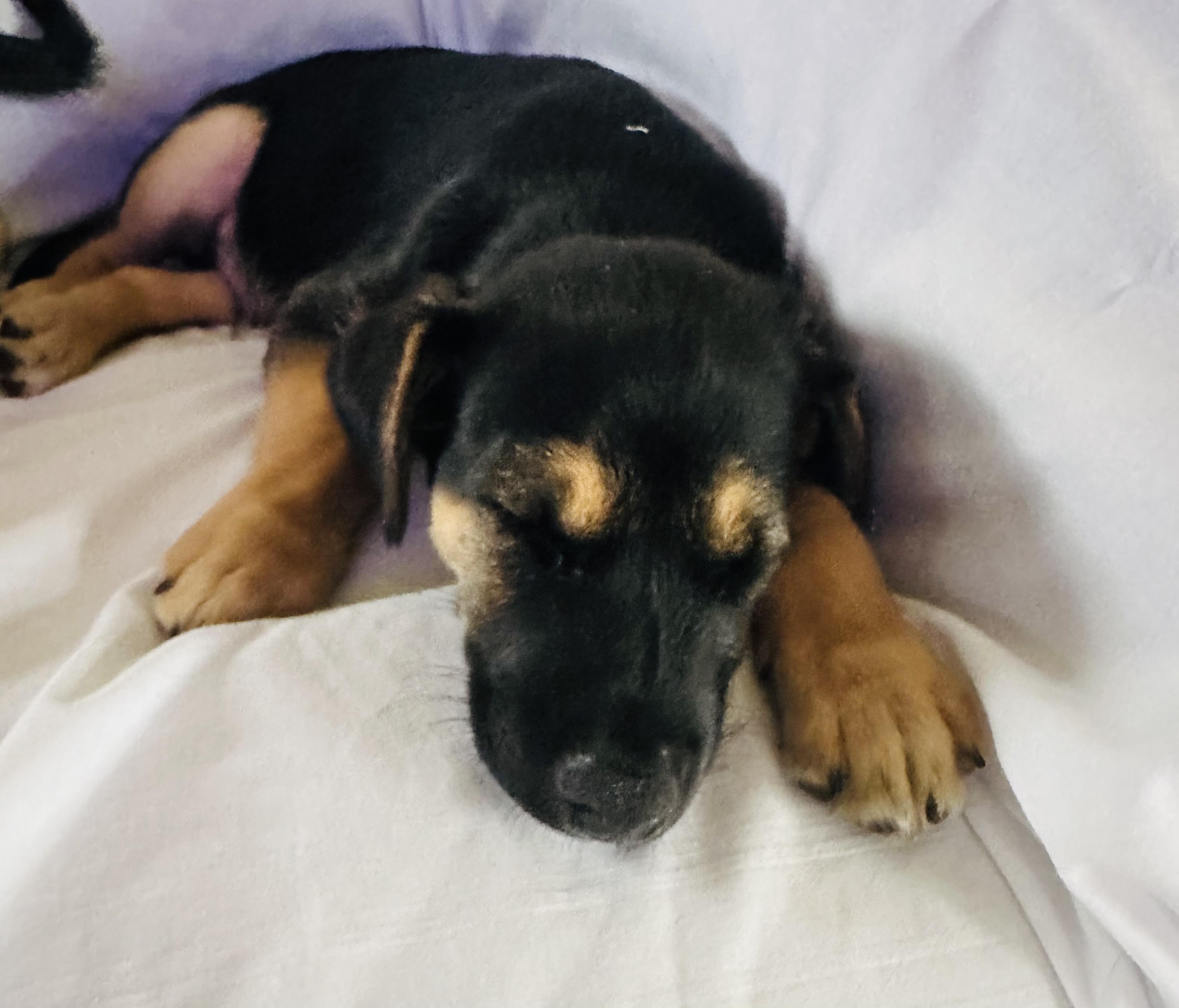 Enlarge Reese, a Adopted mixed breed in Centereach, NY image 5/6