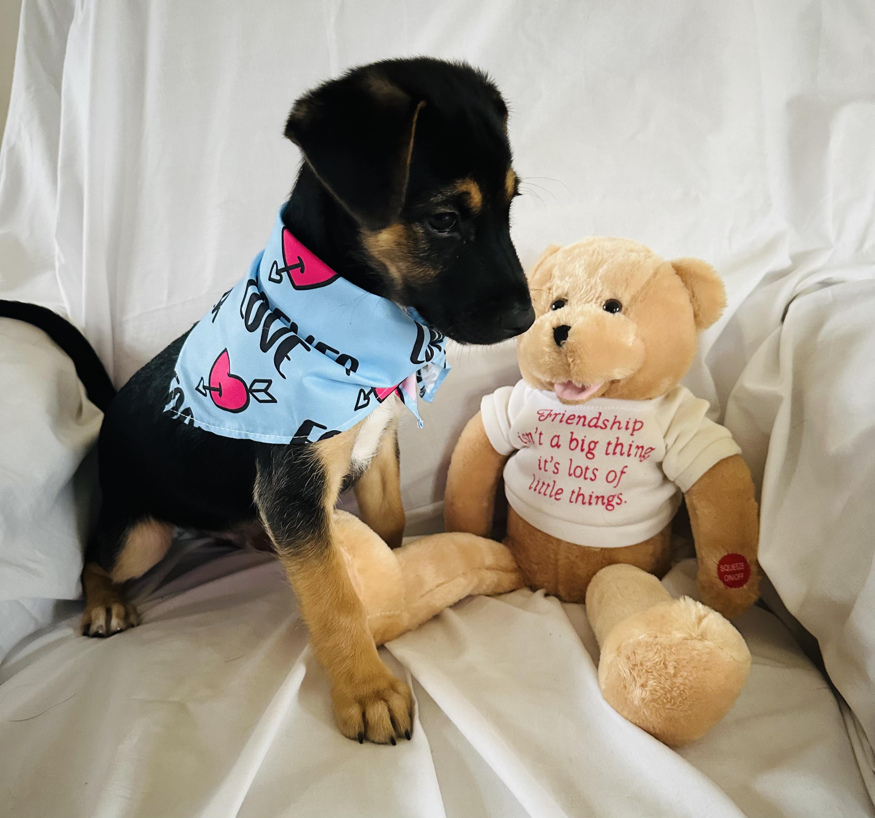 Enlarge Reese, a Adopted mixed breed in Centereach, NY image 6/6