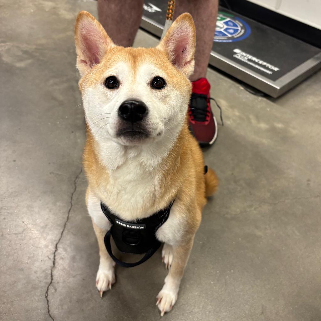 Athena 2, Adoptable, Adult Female Shiba Inu.