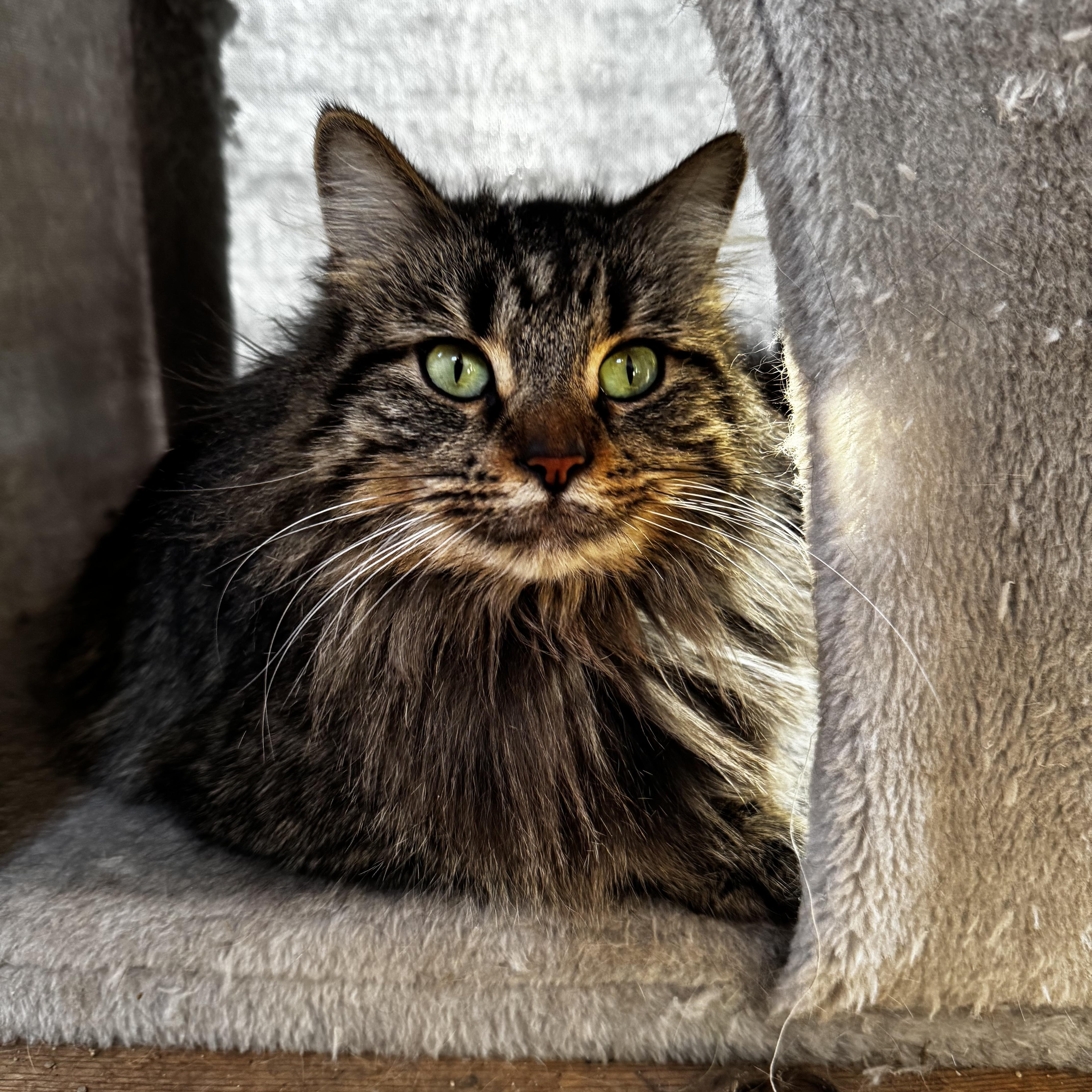 Goldie, ADOPTABLE, Adult Female Domestic Long Hair.