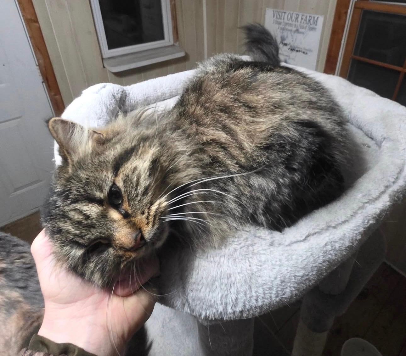 Goldie, a ADOPTABLE Domestic Long Hair in Brazil, IN image 2/2