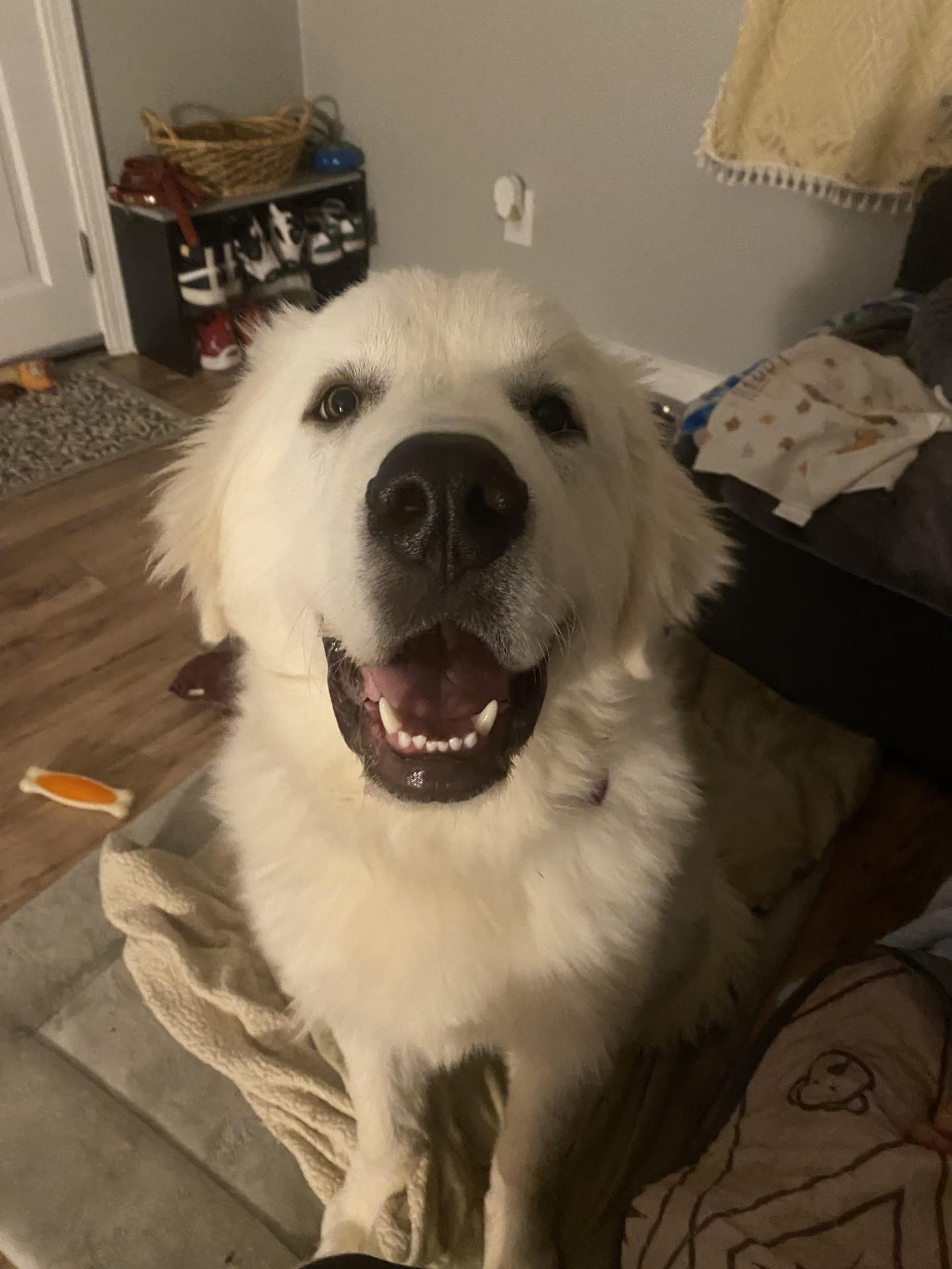 Enlarge Brady, an adopted Great Pyrenees in Pittsburgh, PA image 1/5