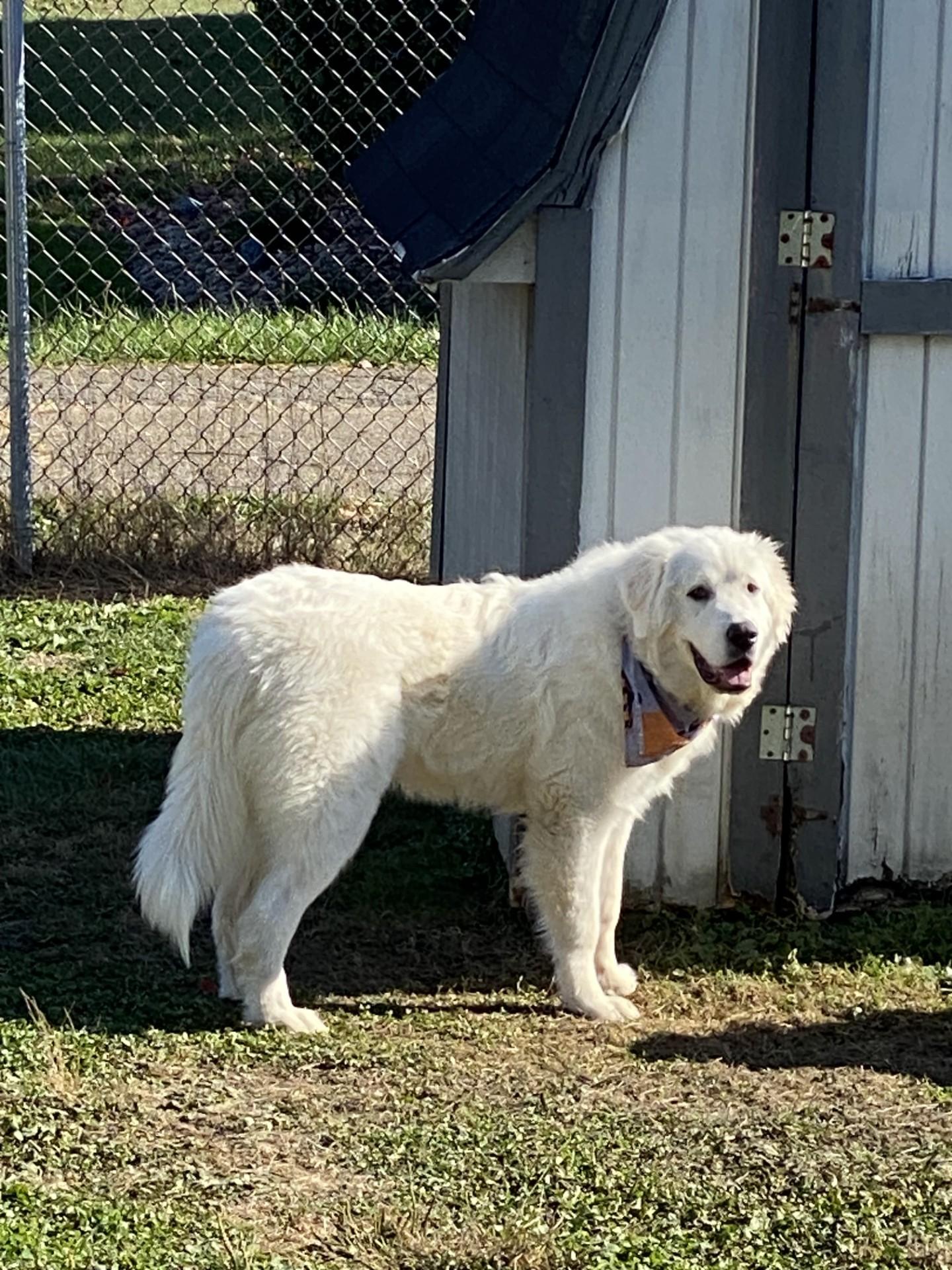 Enlarge Brady, an adopted Great Pyrenees in Pittsburgh, PA image 3/5