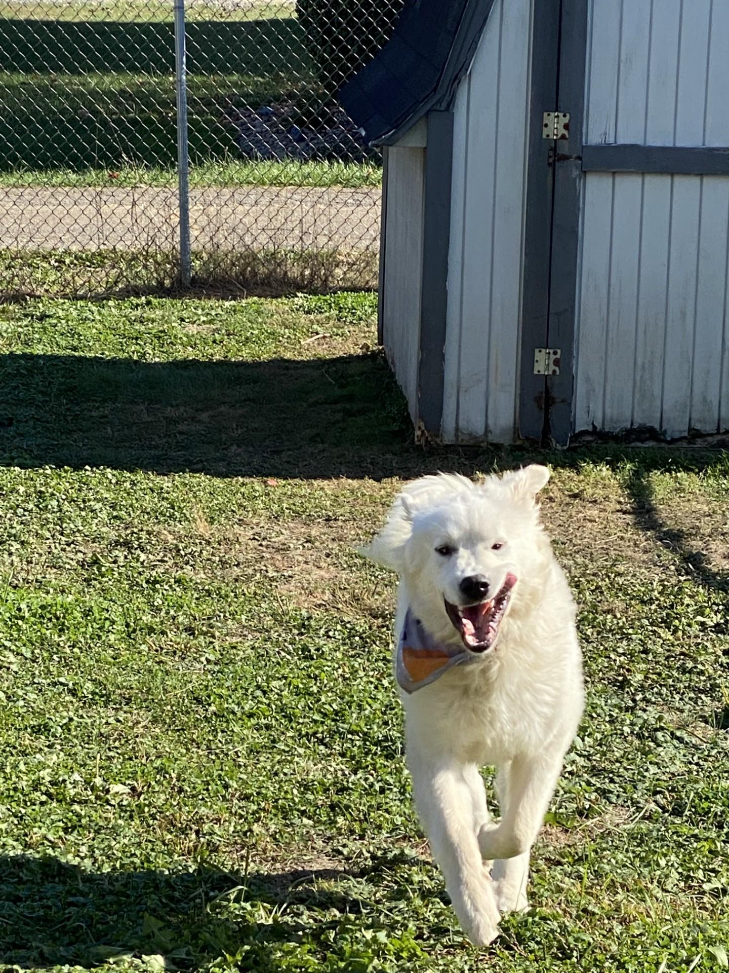 Enlarge Brady, an adopted Great Pyrenees in Pittsburgh, PA image 4/5