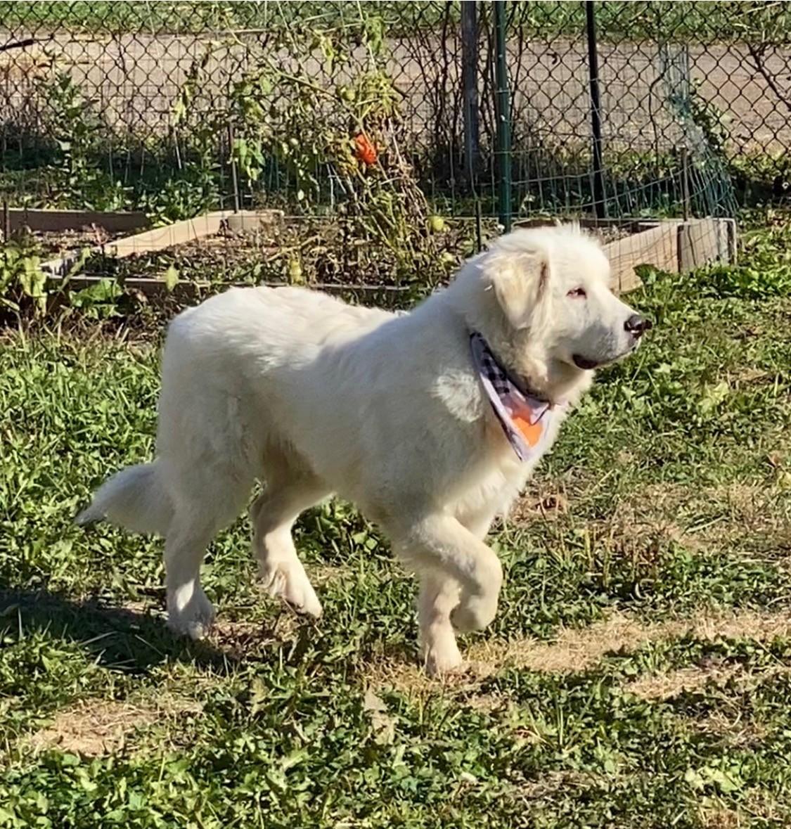 Enlarge Brady, an adopted Great Pyrenees in Pittsburgh, PA image 5/5