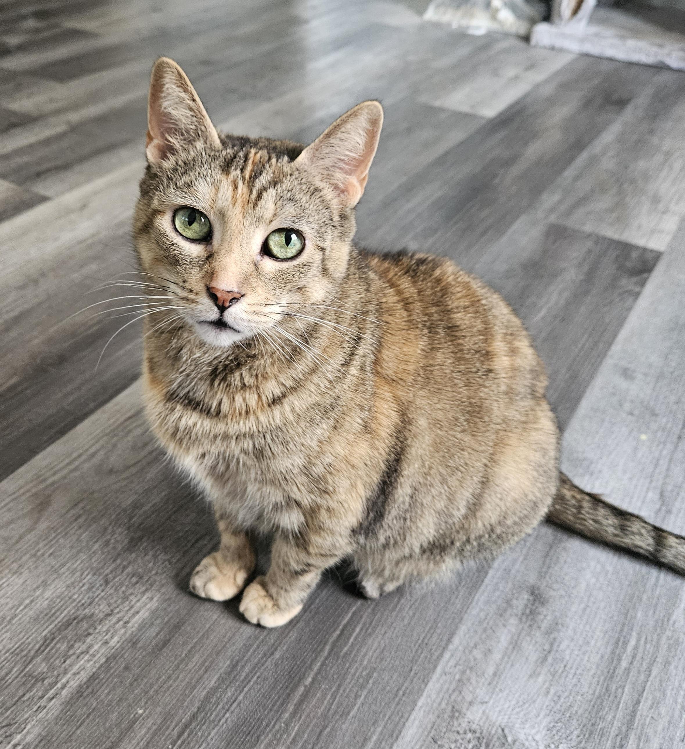 Domestic Shorthair Cat Adoption: Ultimate Guide to Finding Your Feline Friend