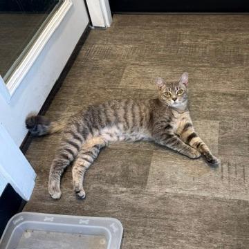 Fleetwood Mac, Adoptable, Young Female Domestic Medium Hair.