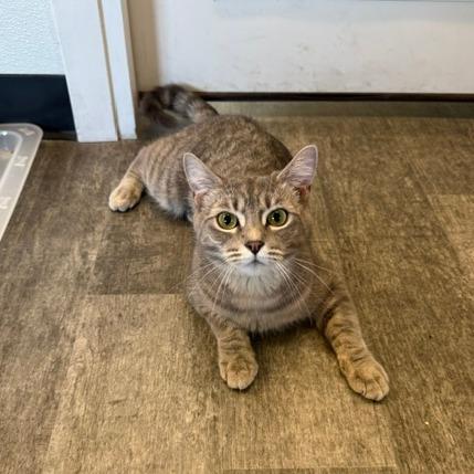 Fleetwood Mac, a Adoptable Domestic Medium Hair in Washougal, WA image 2/6