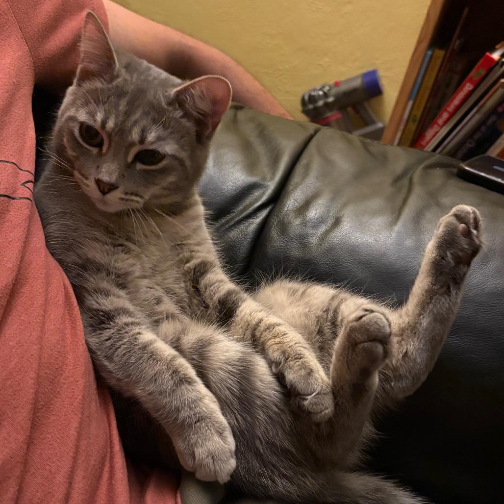 Enlarge Fleetwood Mac, a Adoptable Domestic Medium Hair in Washougal, WA image 1/4