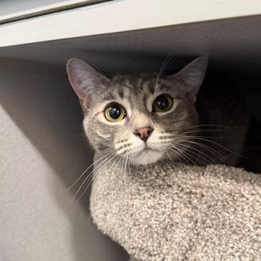 Enlarge Fleetwood Mac, a Adoptable Domestic Medium Hair in Washougal, WA image 1/2