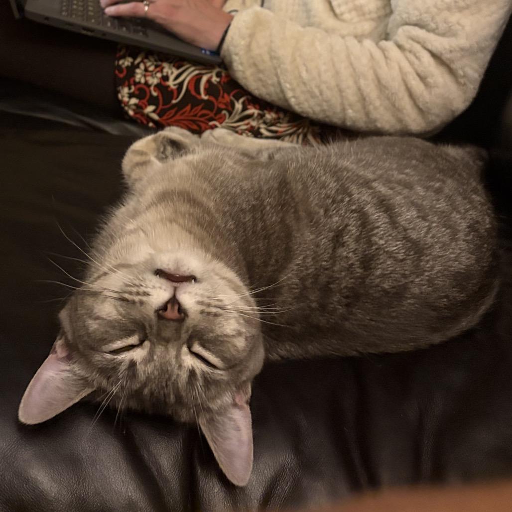Fleetwood Mac, a Adoptable Domestic Medium Hair in Washougal, WA image 4/6