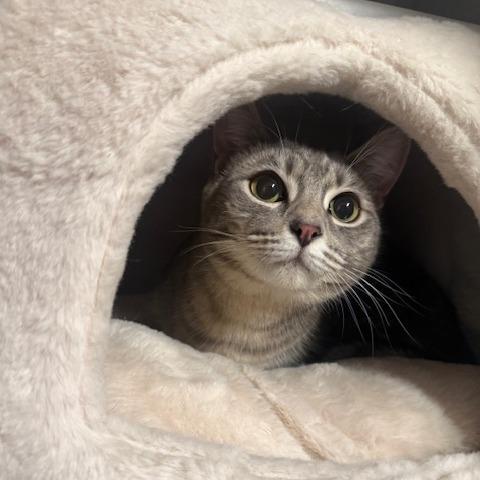 Enlarge Fleetwood Mac, a Adoptable Domestic Medium Hair in Washougal, WA image 2/2