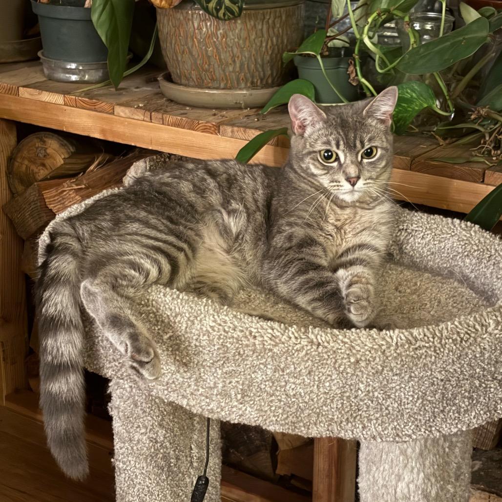 Enlarge Fleetwood Mac, a Adoptable Domestic Medium Hair in Washougal, WA image 4/4