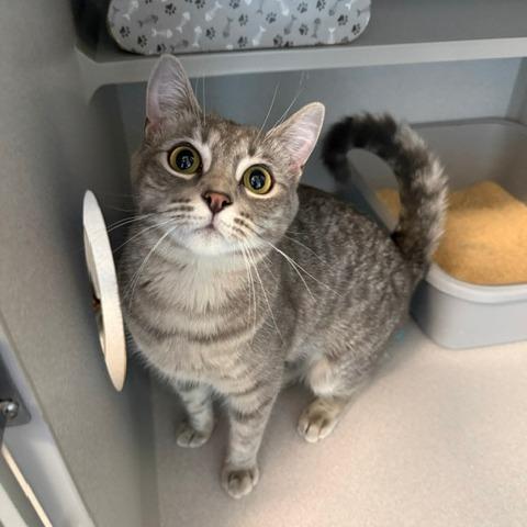 Fleetwood Mac, a Adoptable Domestic Medium Hair in Washougal, WA image 6/6