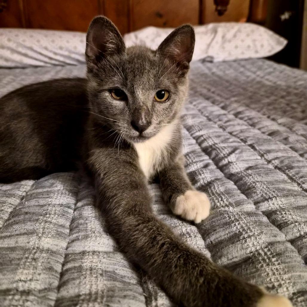 Mory, Adoptable, Kitten Male Domestic Short Hair.