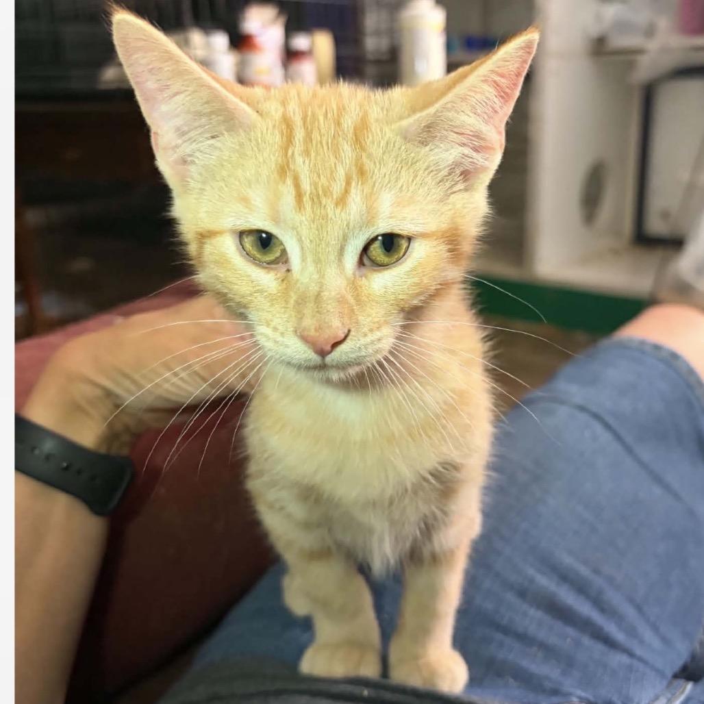 Tails AKA Ruth kitten A, Adoptable, Kitten Male Domestic Short Hair.