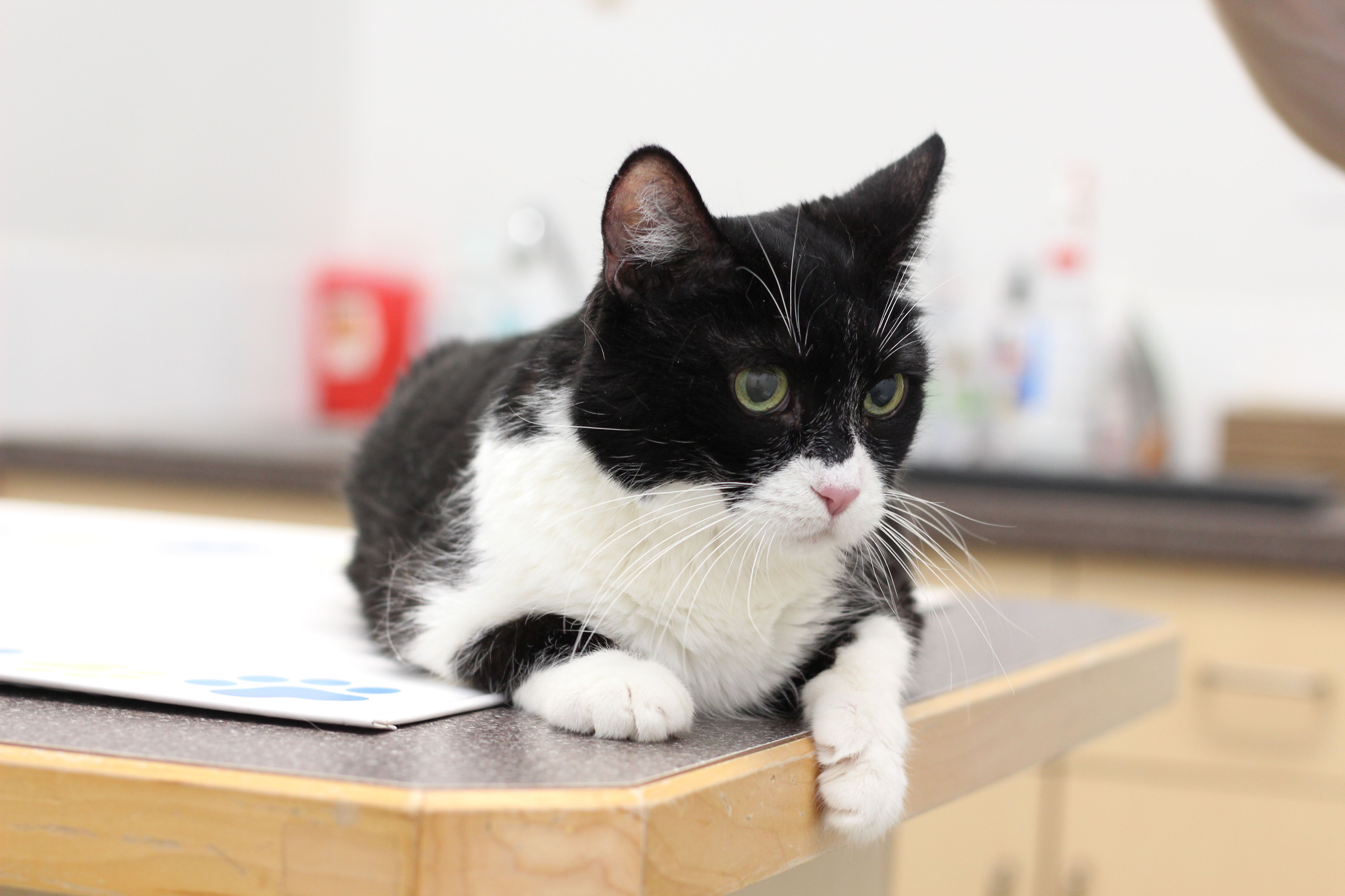 Indigo, Adoptable, Senior Female Domestic Short Hair.