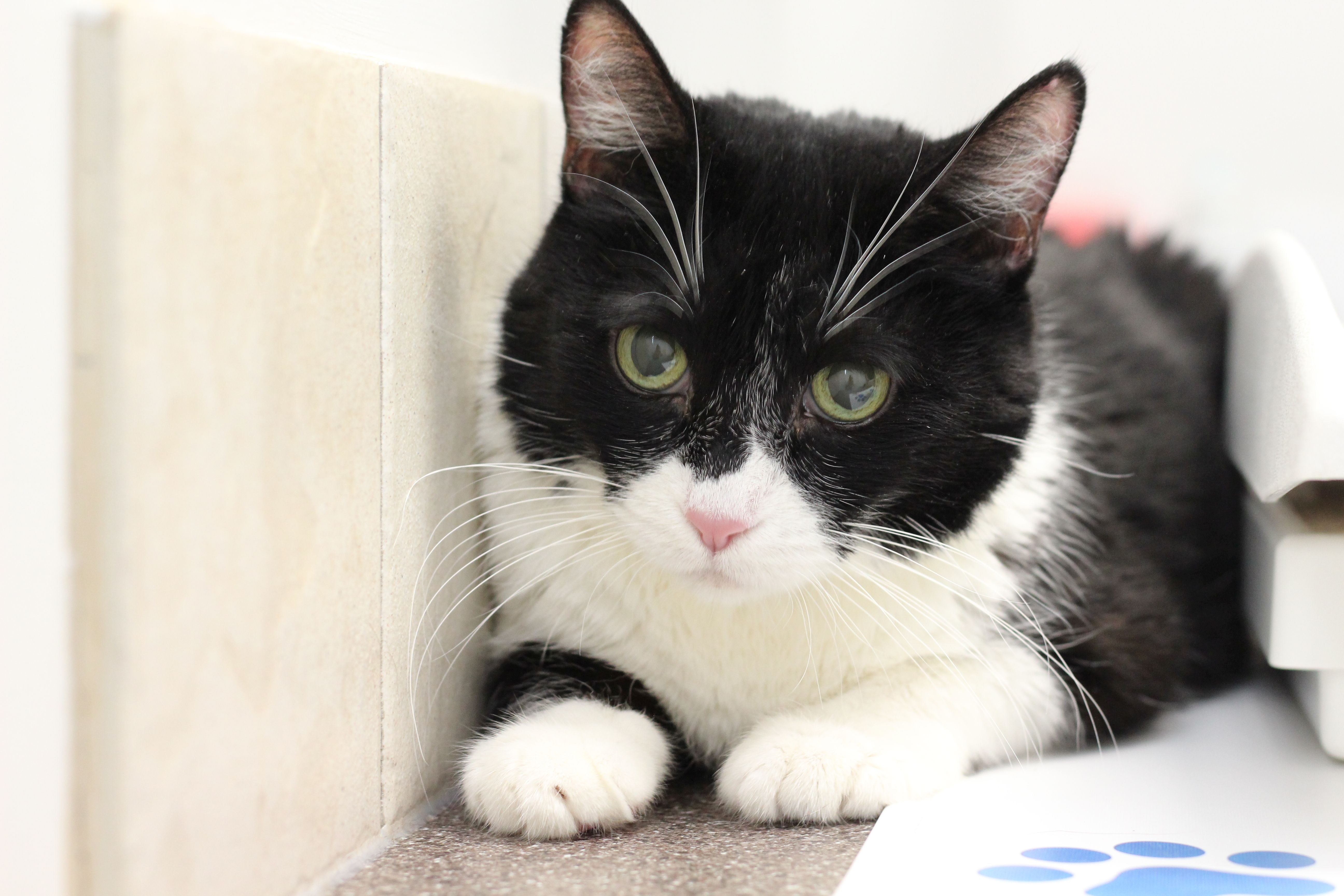 Indigo, a Adoptable Domestic Short Hair in Lethbridge, AB image 3/3