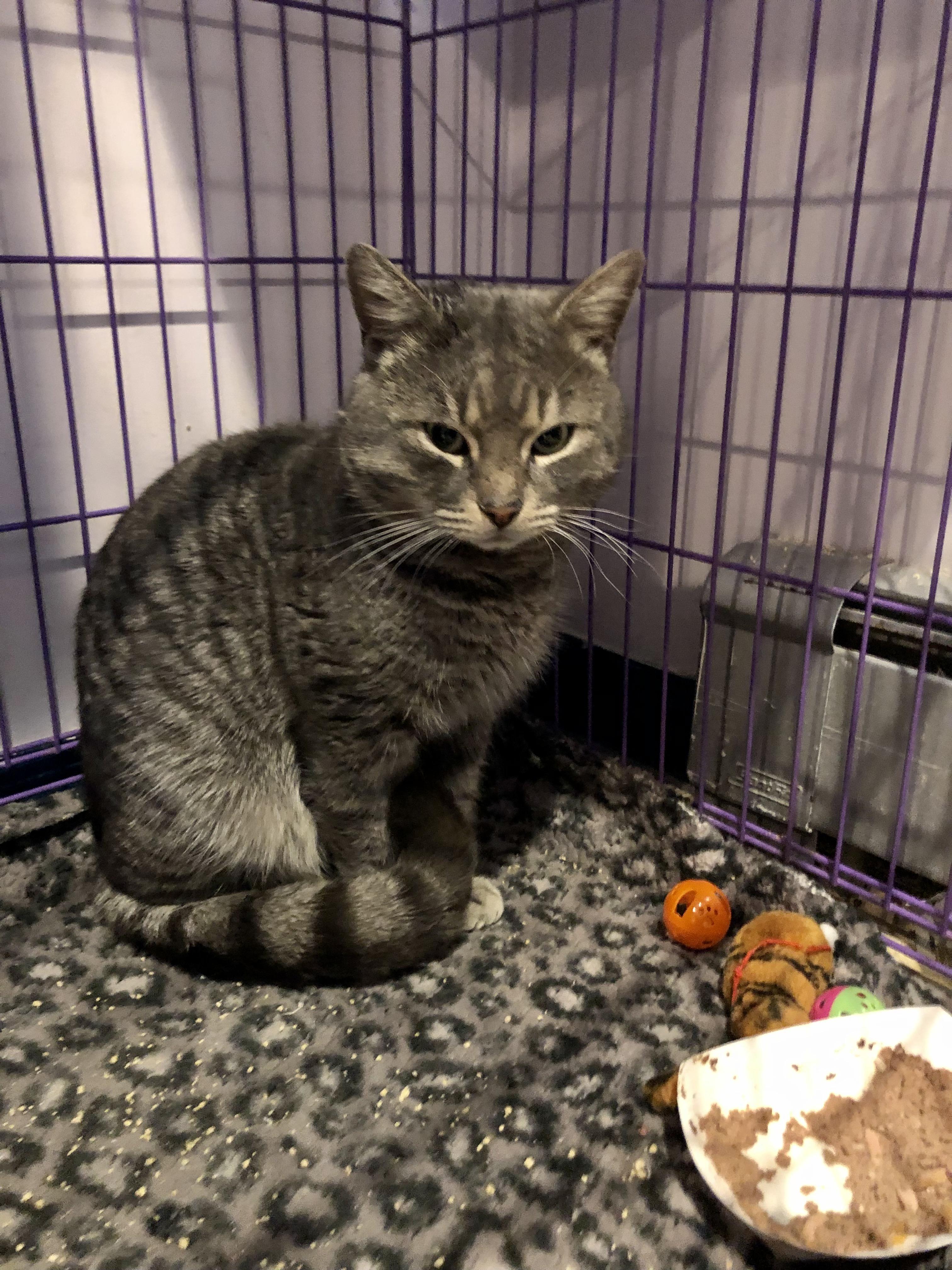 Enlarge Pizza Roll, a ADOPTABLE Domestic Short Hair in Salisbury, MA image 4/4