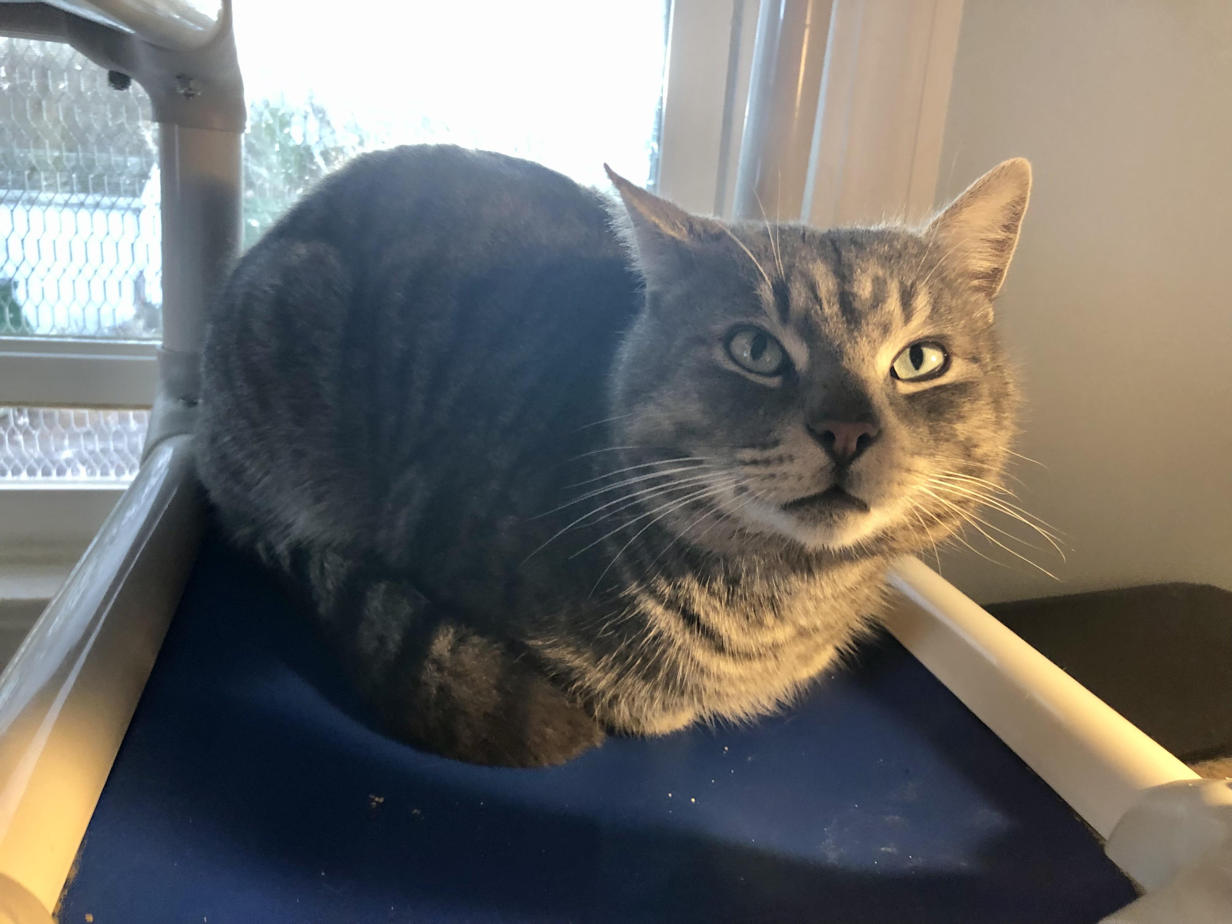Enlarge Pizza Roll, a ADOPTABLE Domestic Short Hair in Salisbury, MA image 2/4