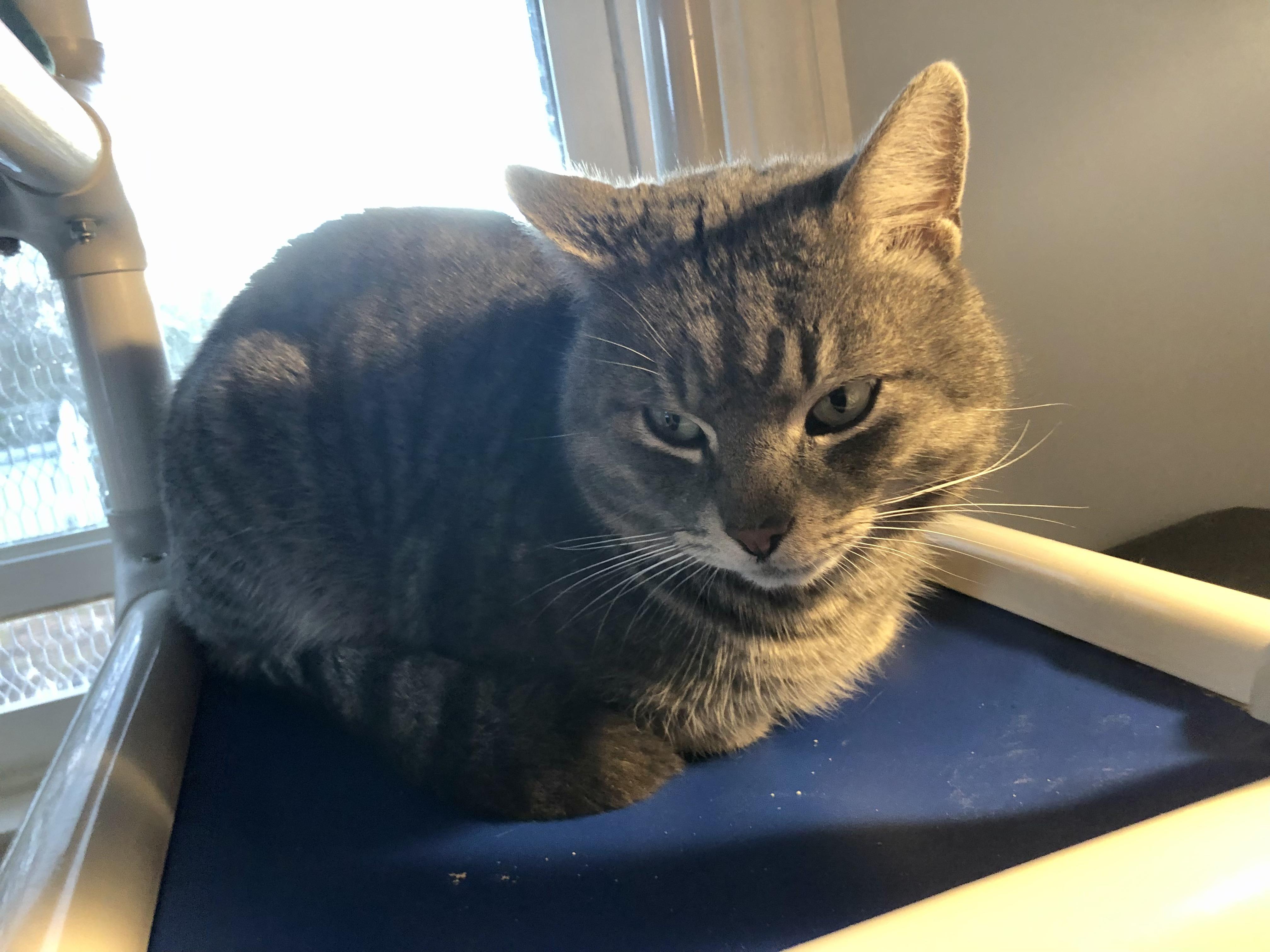 Enlarge Pizza Roll, a ADOPTABLE Domestic Short Hair in Salisbury, MA image 1/4