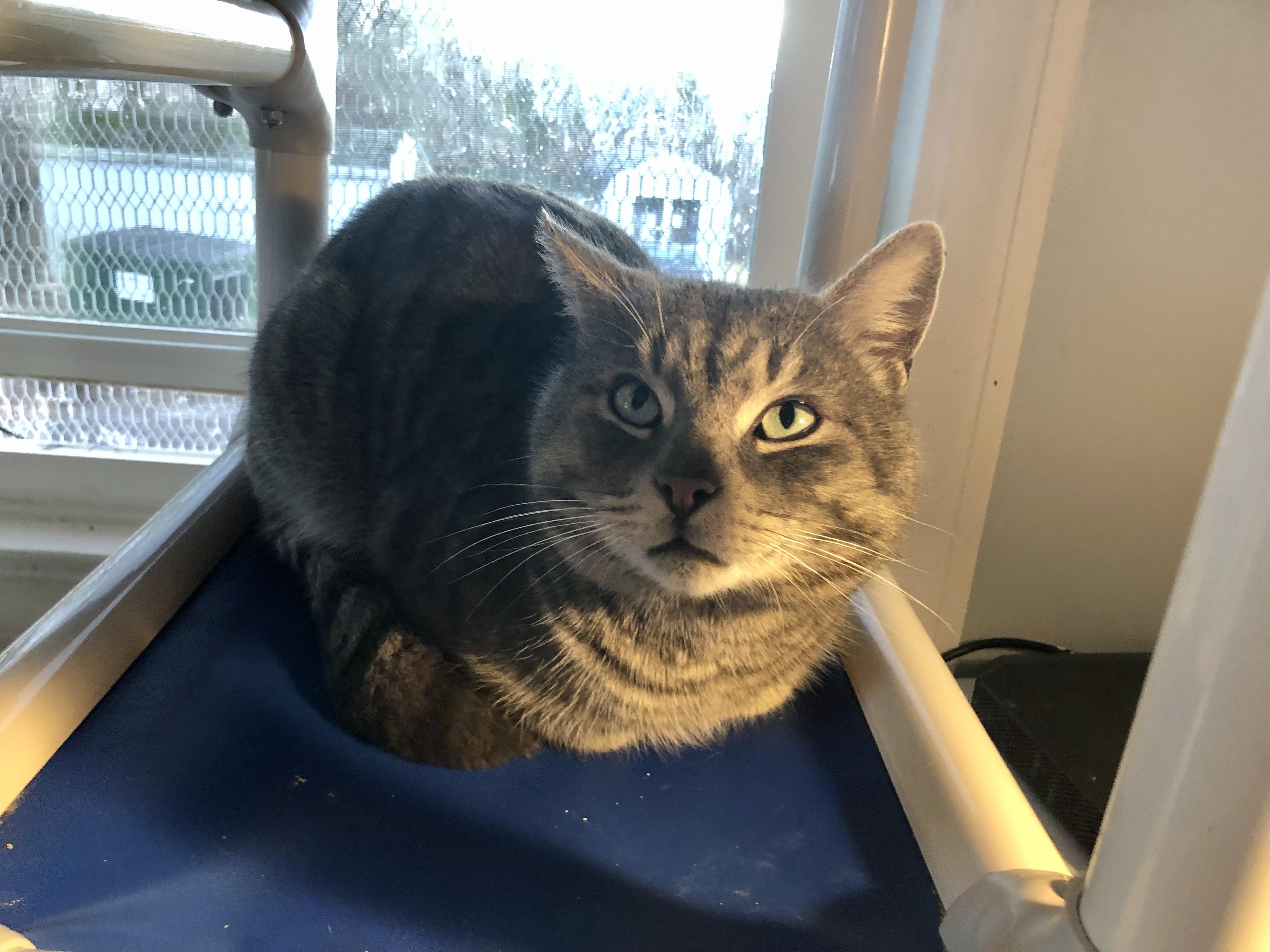 Enlarge Pizza Roll, a ADOPTABLE Domestic Short Hair in Salisbury, MA image 3/4