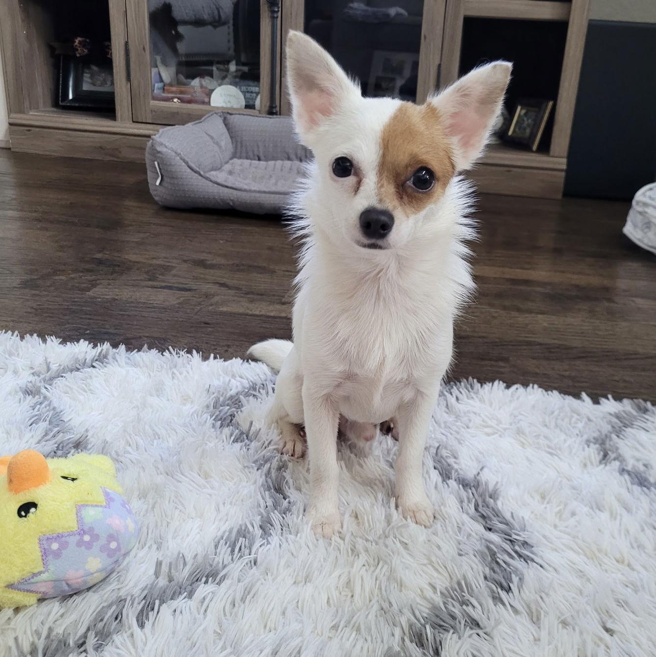 Tony, Adoptable, Puppy Male Chihuahua.