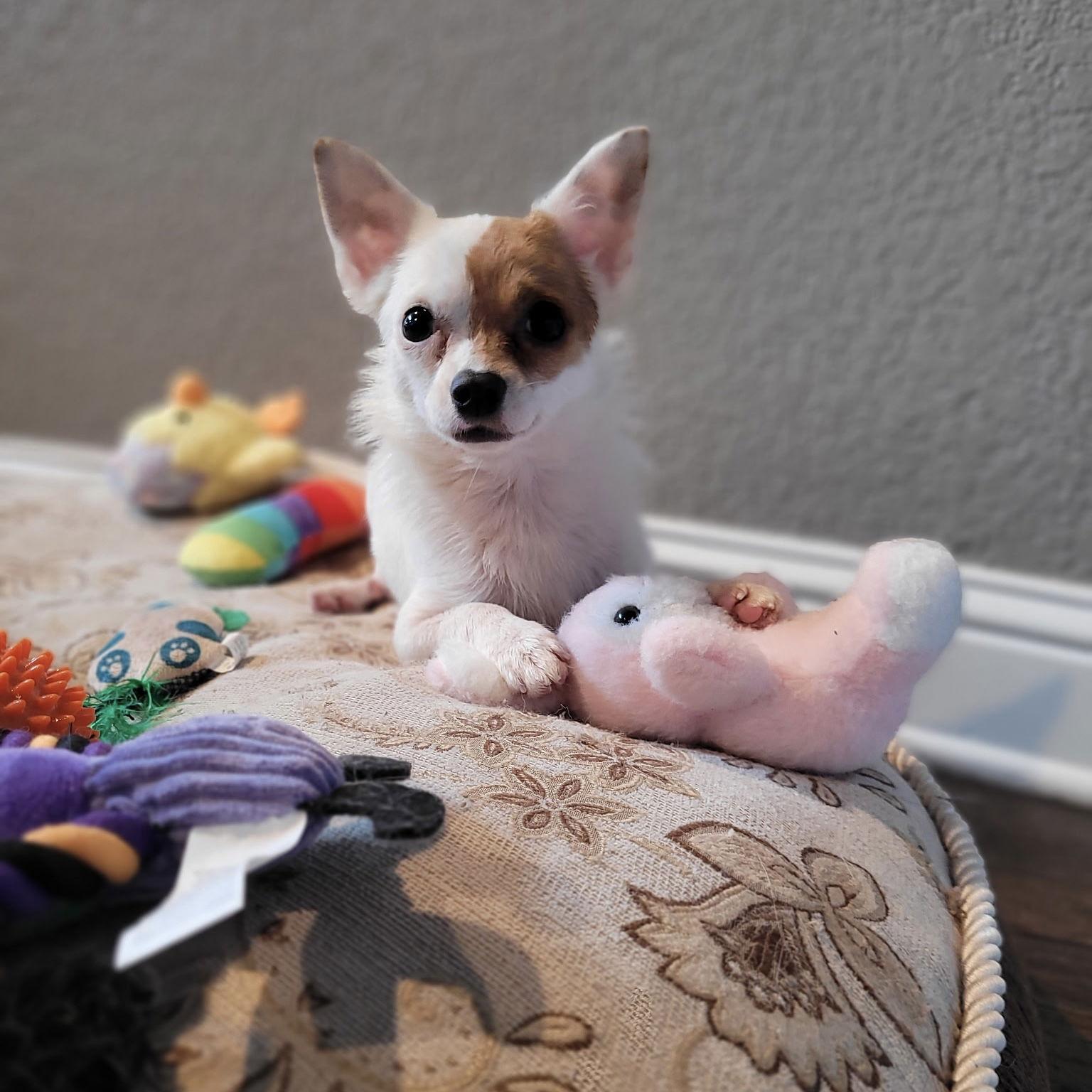 Enlarge Tony, a Adoptable Chihuahua in Garland, TX image 2/3