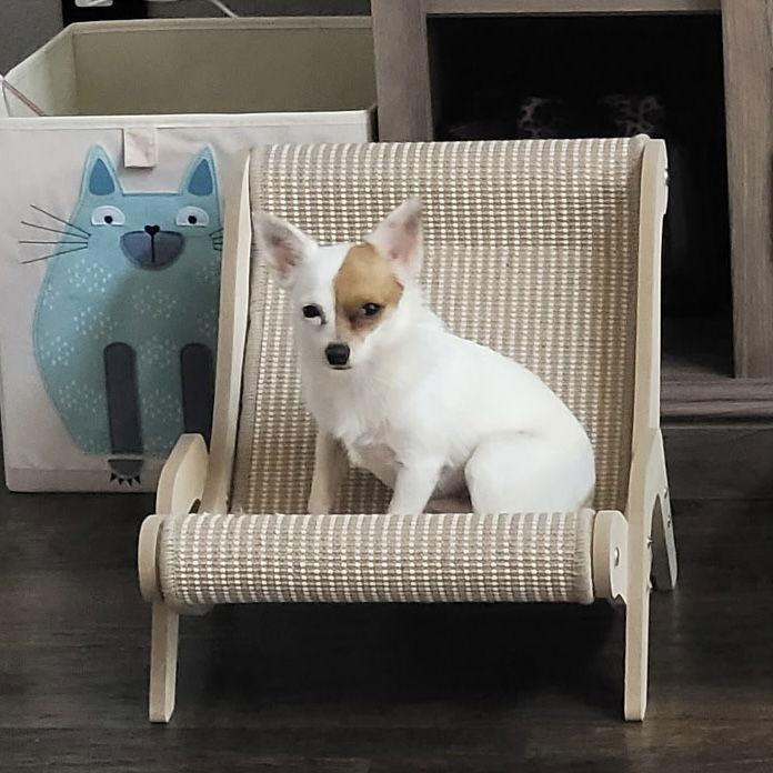 Enlarge Tony, a Adoptable Chihuahua in Garland, TX image 3/3