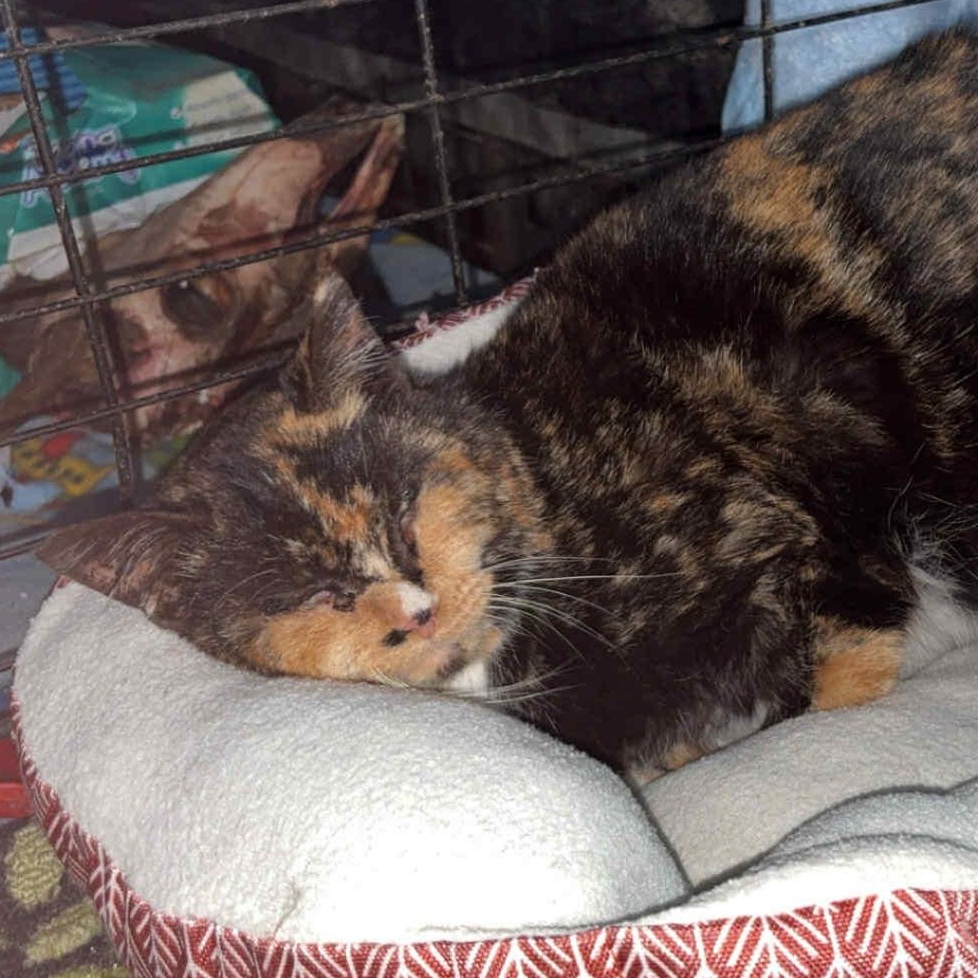 Pearl , ADOPTABLE, Adult Female Domestic Short Hair.